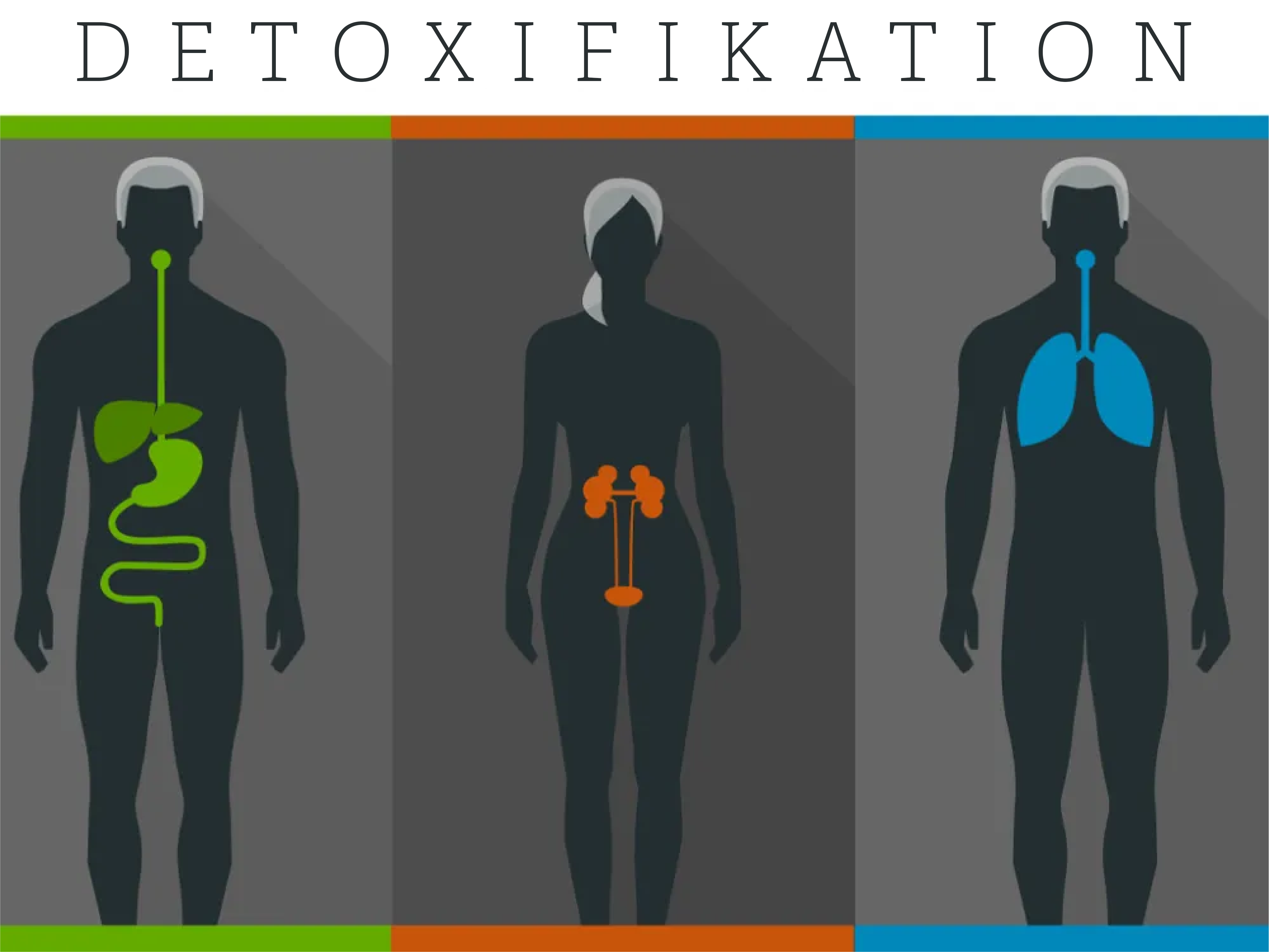 Detoxification SV C SM