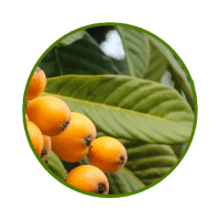Nuubu loquat leaf ingredient