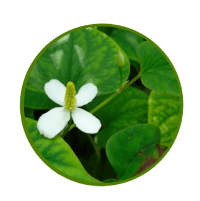Nuubu Houttuynia cordata ingredient