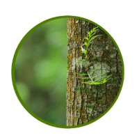 Nuubu wood vinegar ingredient