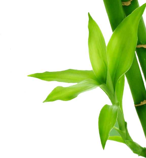 Fresh green bamboo